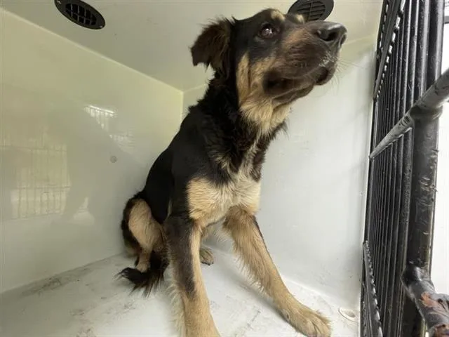 An adult large-sized female Anatolian Shepherd dog named A for adoption in Houston, TX