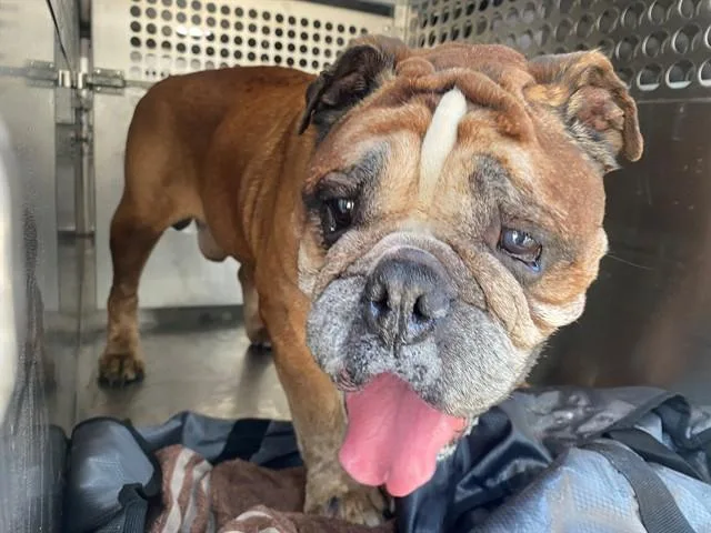 A senior medium-sized male American Bulldog dog named Benny for adoption in Garland, TX