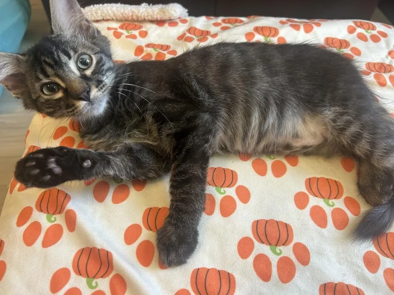 A baby small-sized male Domestic Medium Hair cat named Moon Pie for adoption in Austin, TX