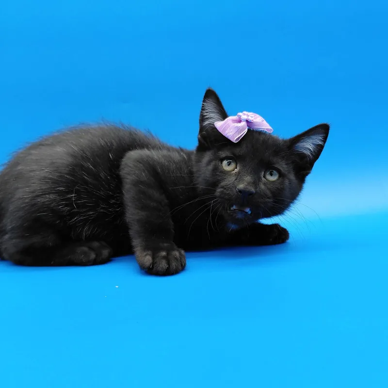 A baby medium-sized female Black Domestic Short Hair cat named Eugenia for adoption in Springfield, MO