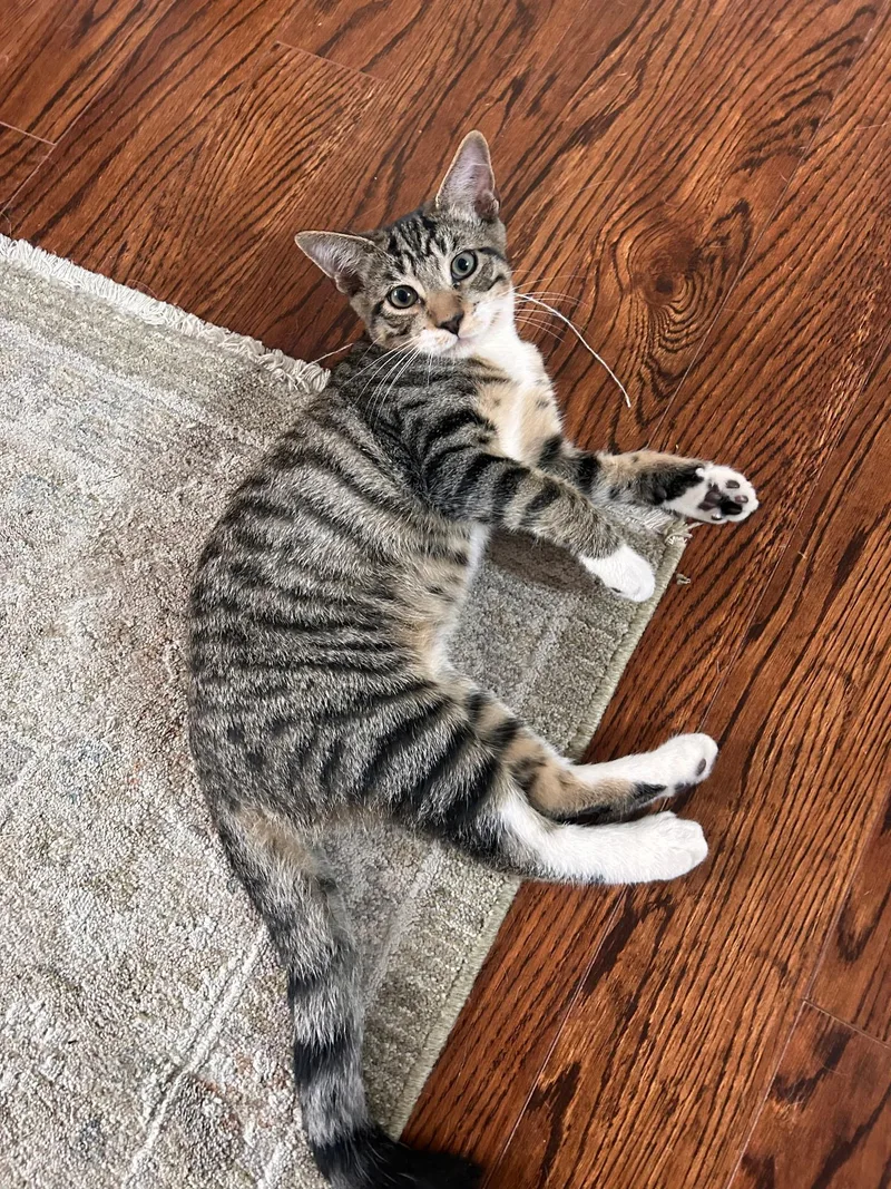 An adult medium-sized male Domestic Short Hair cat named Tiny for adoption in Wilmington, NC