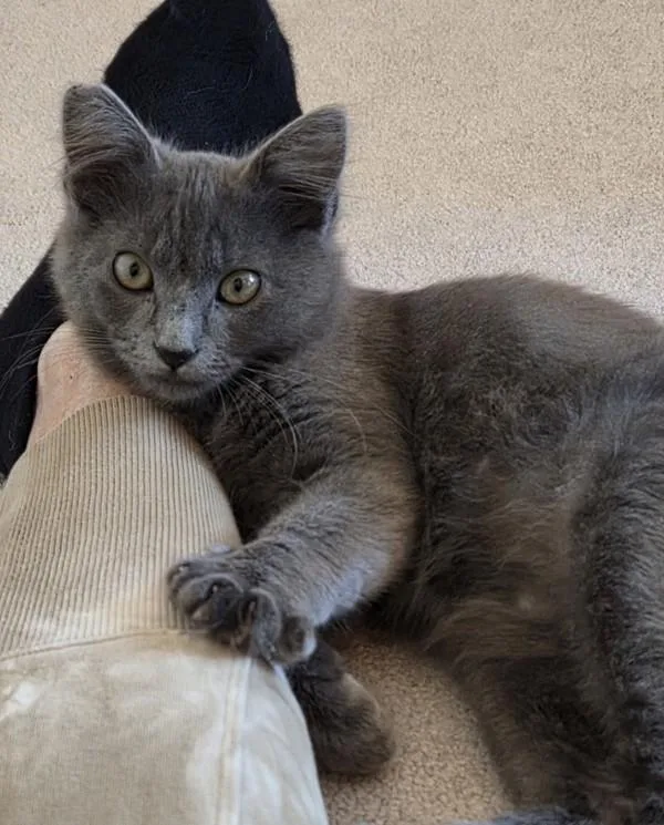 A baby small-sized male Domestic Medium Hair cat named Jr for adoption in Novato, CA