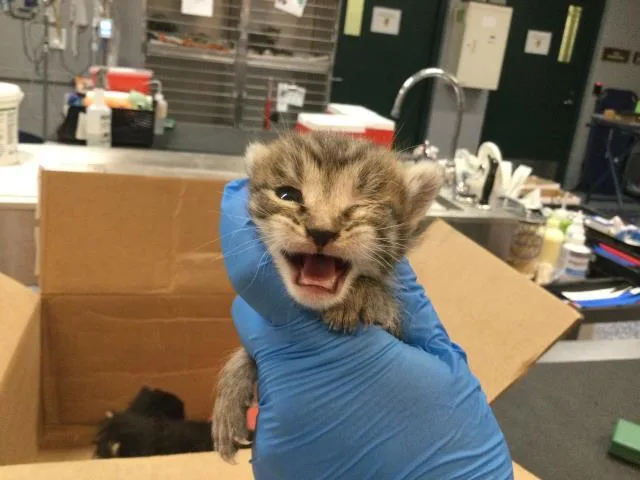 A baby small-sized male Domestic Short Hair cat named Jett for adoption in Thousand Palms, CA