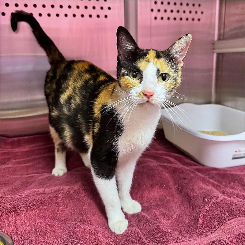 An adult small-sized female Calico Domestic Short Hair cat named Phoebe for adoption in Hannibal, MO