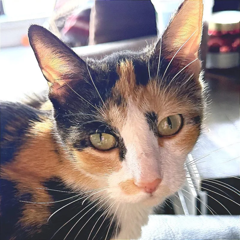Phoebe thumbnail 3