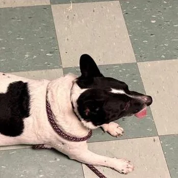 Danny Devito thumbnail 2