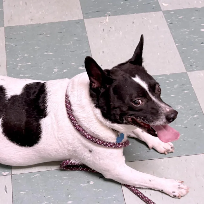 Danny Devito thumbnail 3