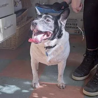 Danny Devito thumbnail 4