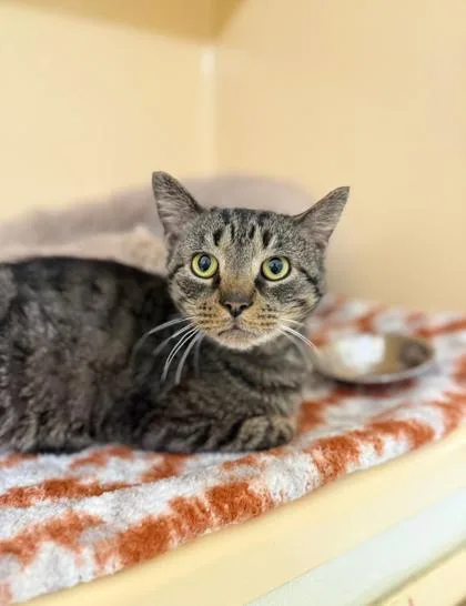 An adult small-sized male Domestic Short Hair cat named Uriel for adoption in Clarks Summit, PA