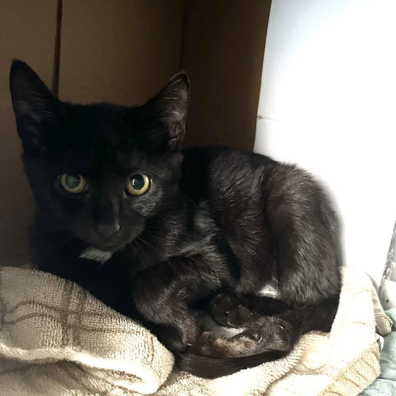 A baby small-sized female Black Domestic Short Hair cat named Passy for adoption in Philadelphia, PA