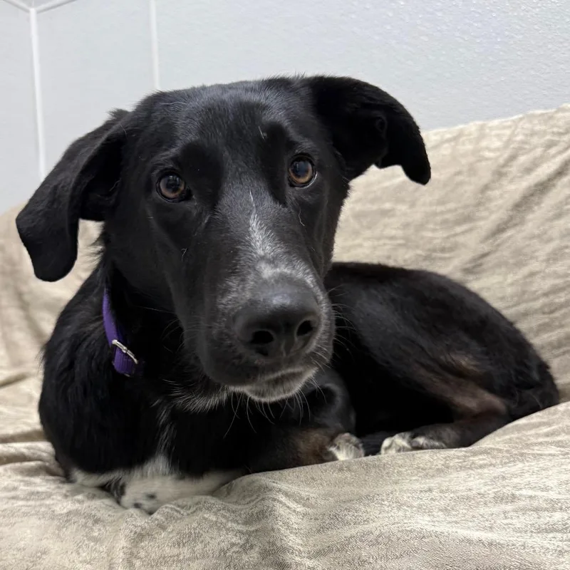A young medium-sized male Black Dalmatian dog named Trooper for adoption in Monticello, IA