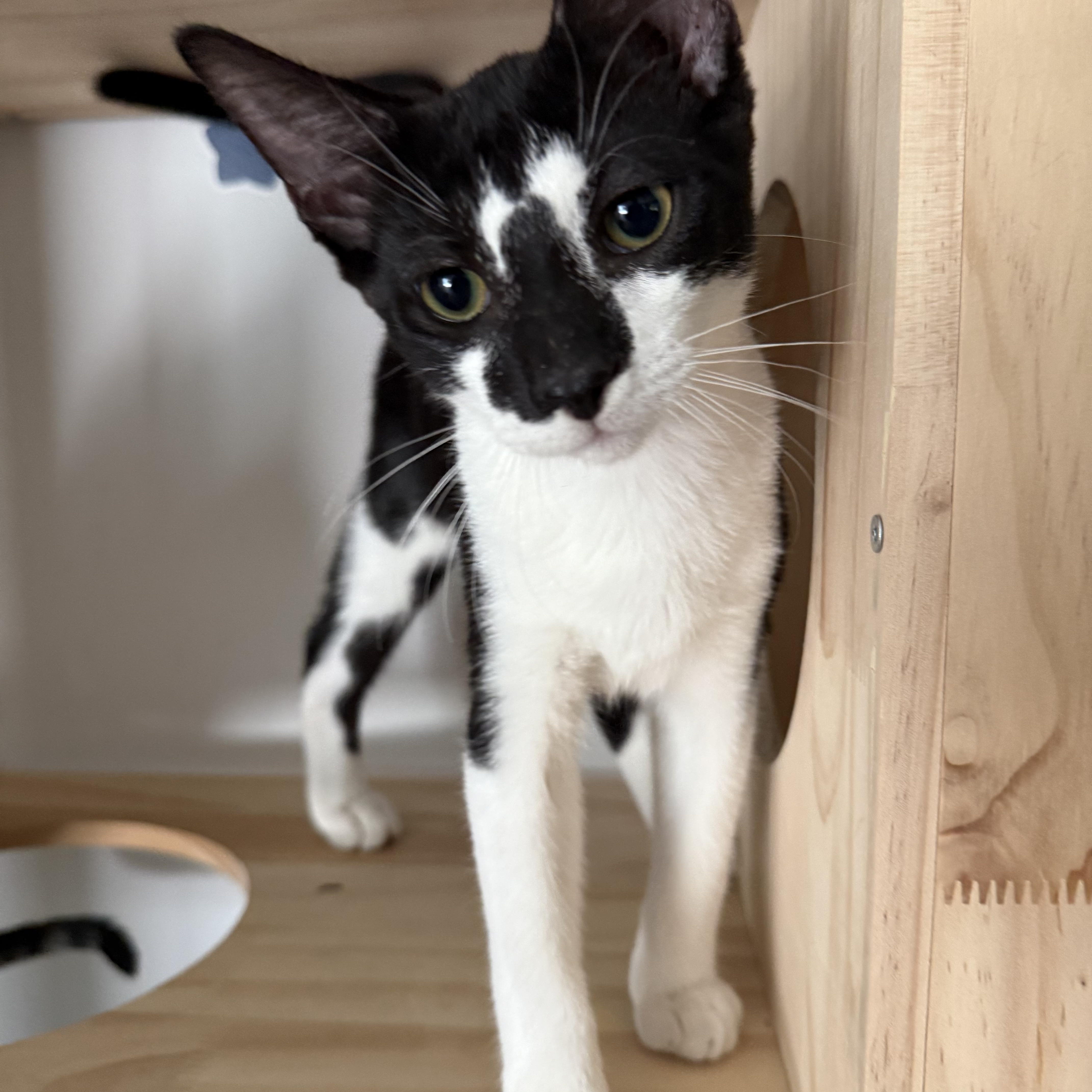 A baby small-sized male Domestic Short Hair cat named Rex for adoption in Miami, FL