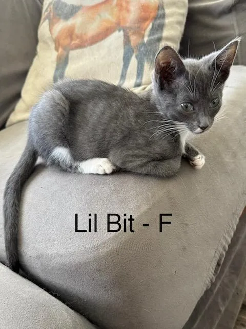 A baby small-sized female Gray & White American Shorthair cat named Little Bit for adoption
