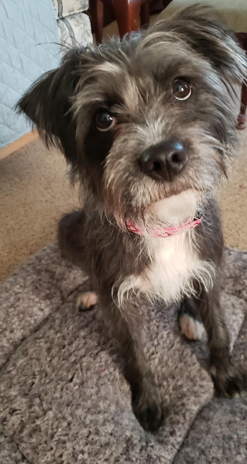 A young medium-sized female Schnauzer dog named Cleo for adoption in Cedars, PA