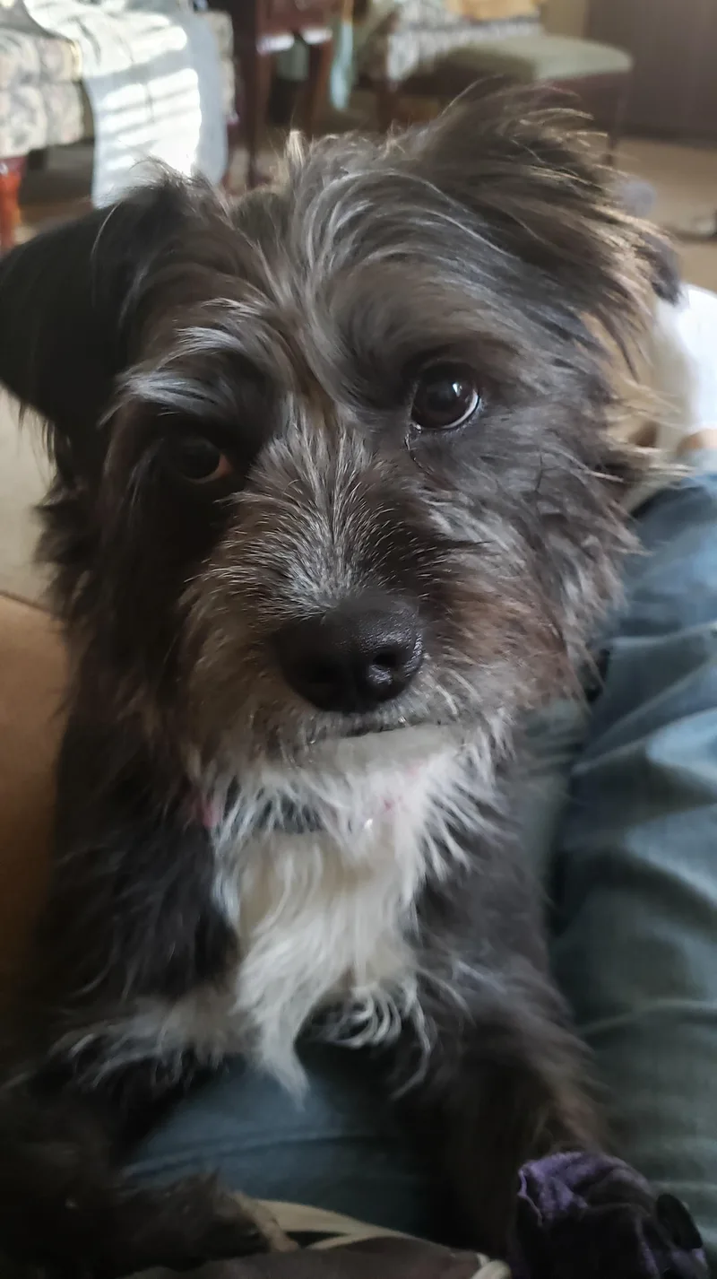 Cleo thumbnail 4