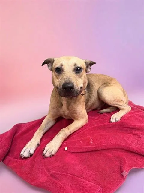 A young large-sized male Mixed Breed dog named Tanie for adoption in Jacksonville, FL