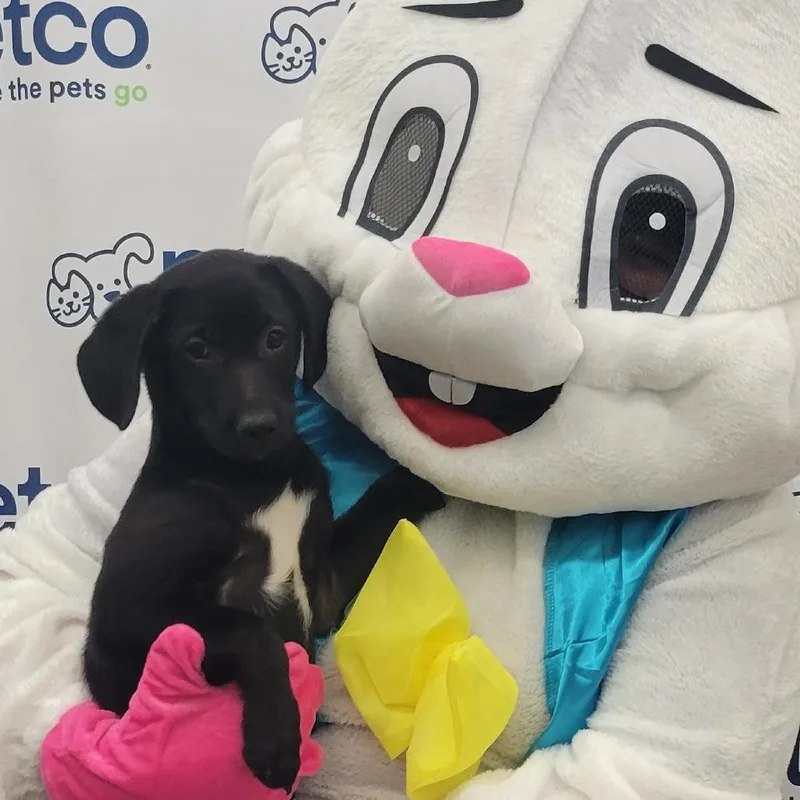 Raptor Sh thumbnail 2