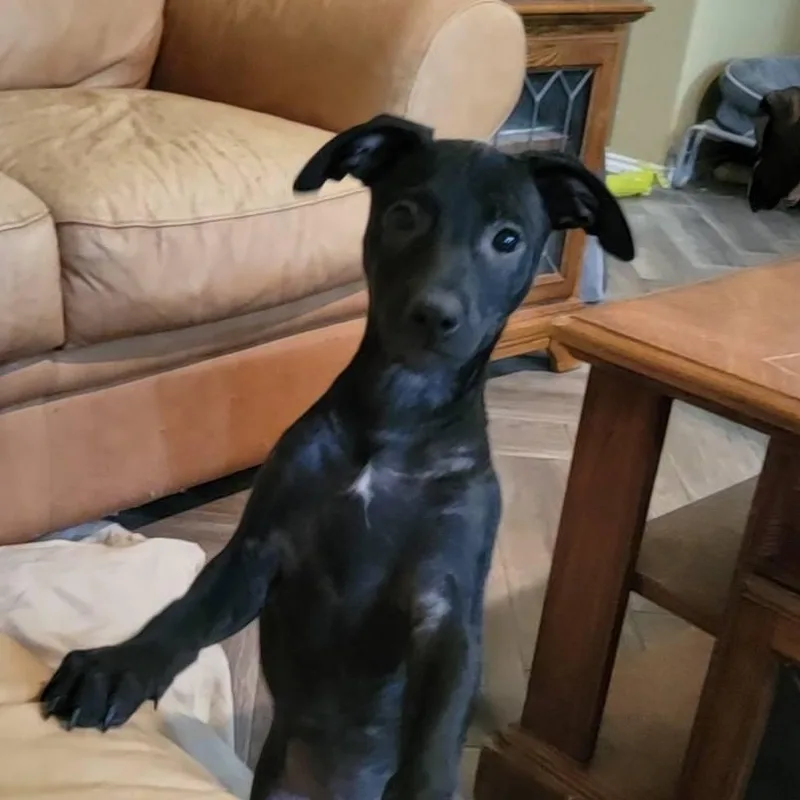 Raptor Sh thumbnail 3