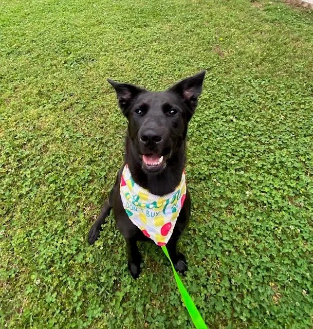 An adult medium-sized female Black Shepherd dog named Pomni for adoption in Fayetteville, AR