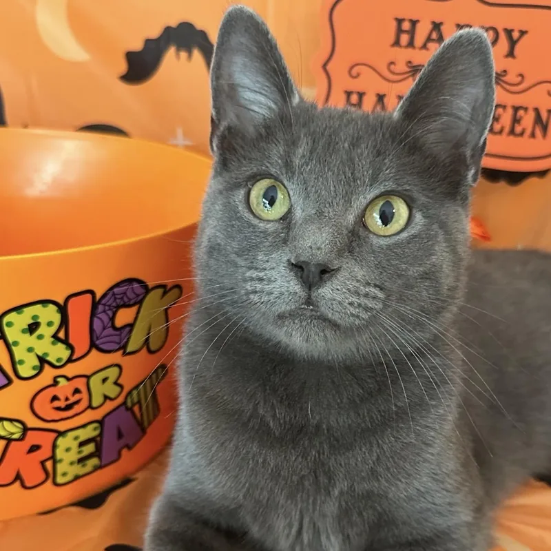 A young medium-sized male Domestic Short Hair cat named Knox for adoption in Sweetwater, TN
