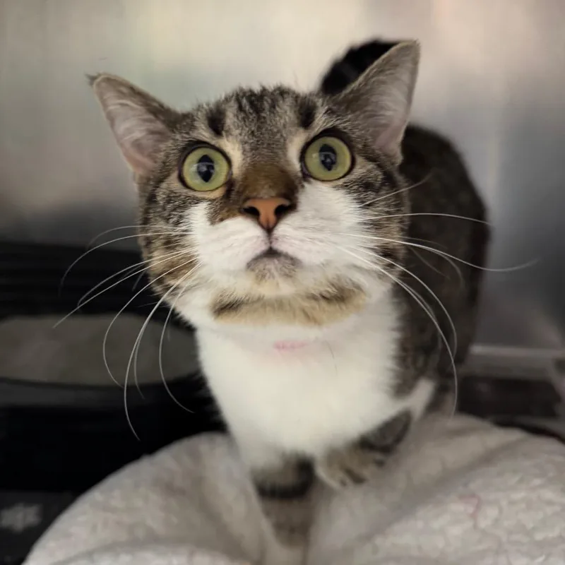 A young medium-sized female Brown / Chocolate Domestic Short Hair cat named Nora for adoption in Pekin, IL