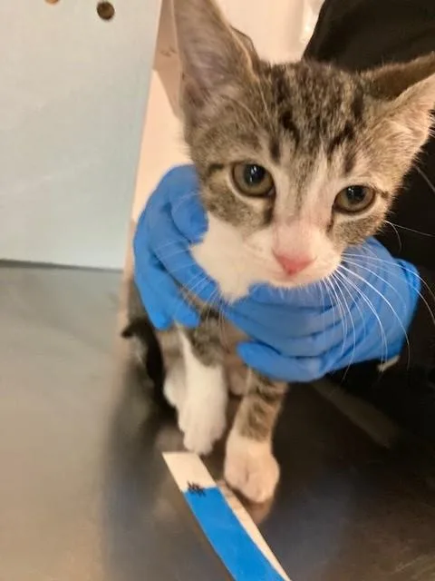 A baby medium-sized female Domestic Short Hair cat named Meadow for adoption in Fort Lauderdale, FL