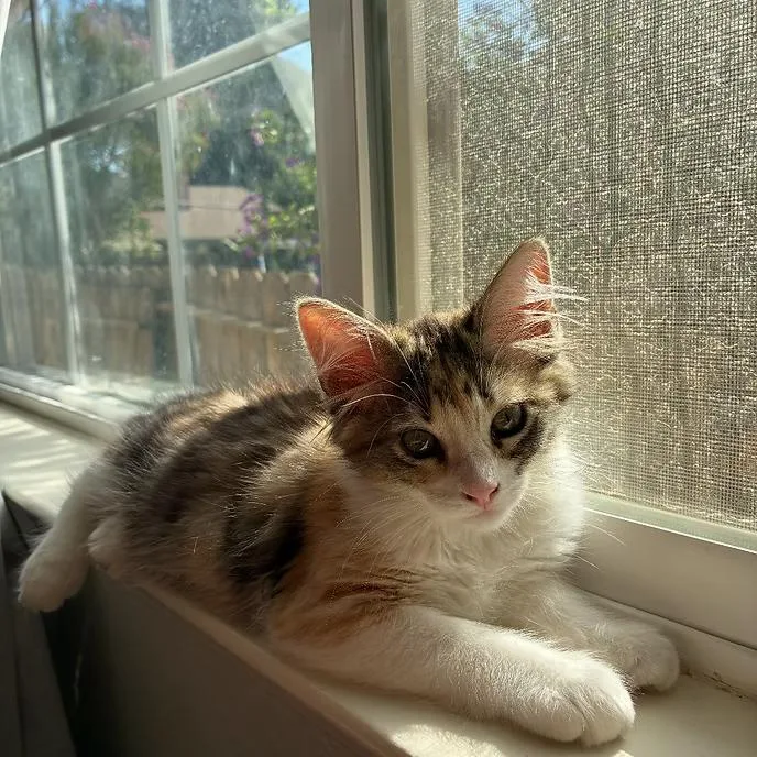A young medium-sized female Calico cat named Carrie for adoption in Merced, CA