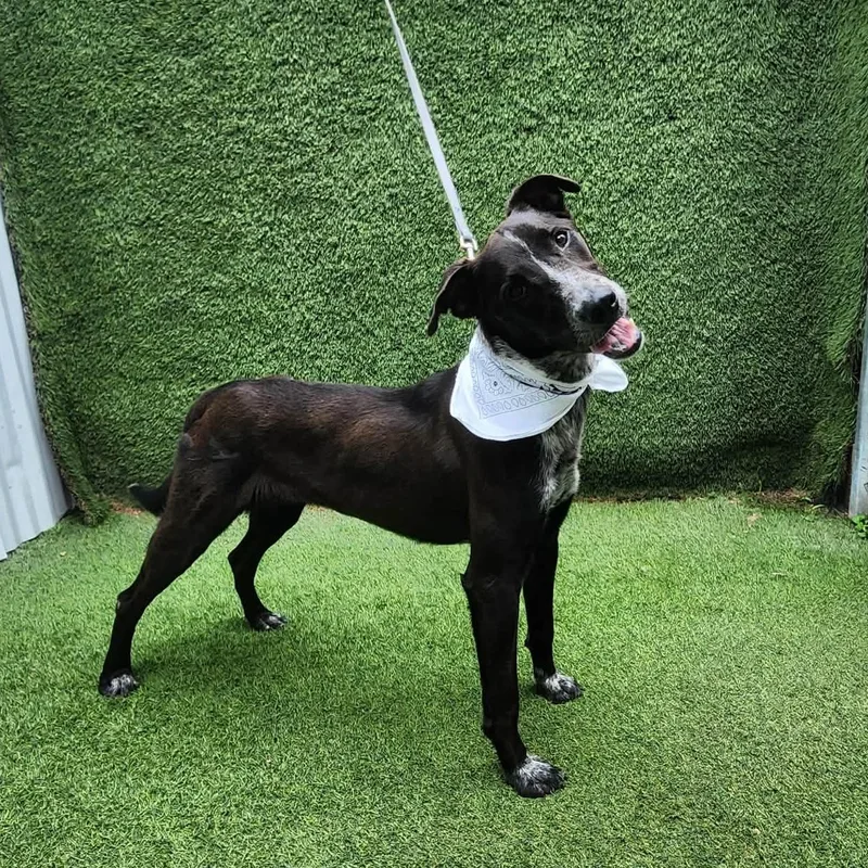A young medium-sized male Black Labrador Retriever dog named Paco for adoption in Oak Point, TX