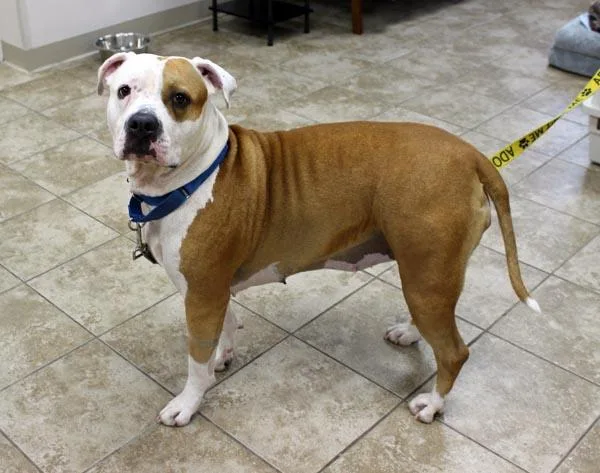 An adult large-sized female Bicolor American Bulldog dog named Jazzy for adoption in Mansfield, MA
