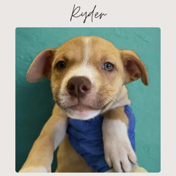 Ryder