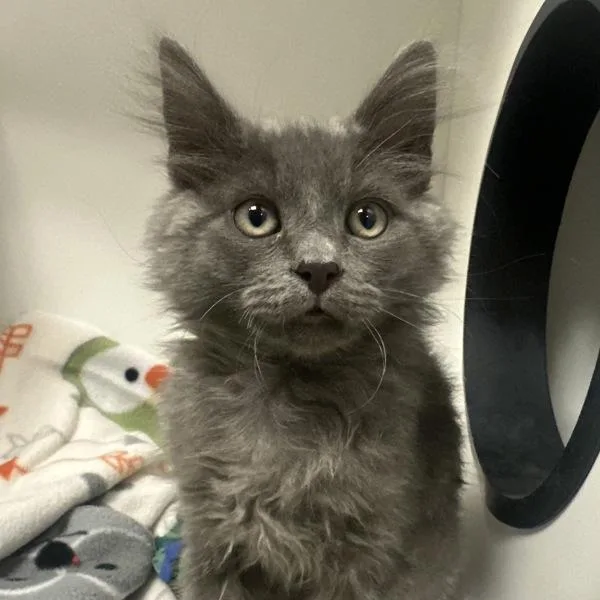 A baby small-sized male Domestic Short Hair cat named Shamo for adoption in Walnut Creek, CA