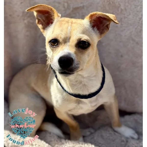 A young small-sized female Yellow / Tan / Blond / Fawn Chihuahua dog named Mimi Coh for adoption in Inglewood, CA