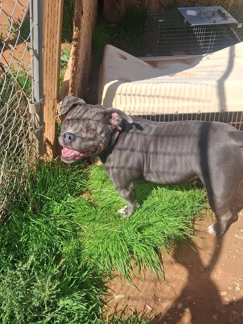 An adult medium-sized female Pit Bull Terrier dog named Gretchen for adoption in Roosevelt, UT