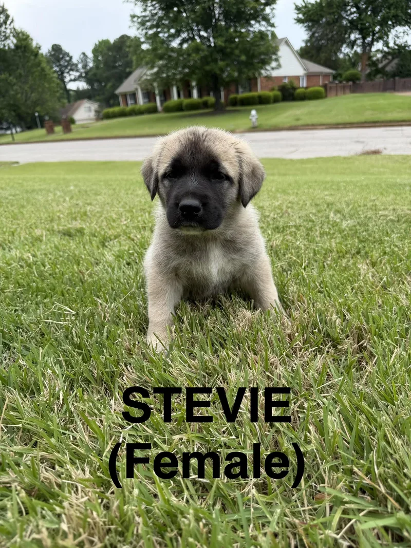Stevie thumbnail 4