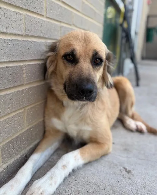 A young medium-sized female Mixed Breed dog named Bettina for adoption in Dallas, TX