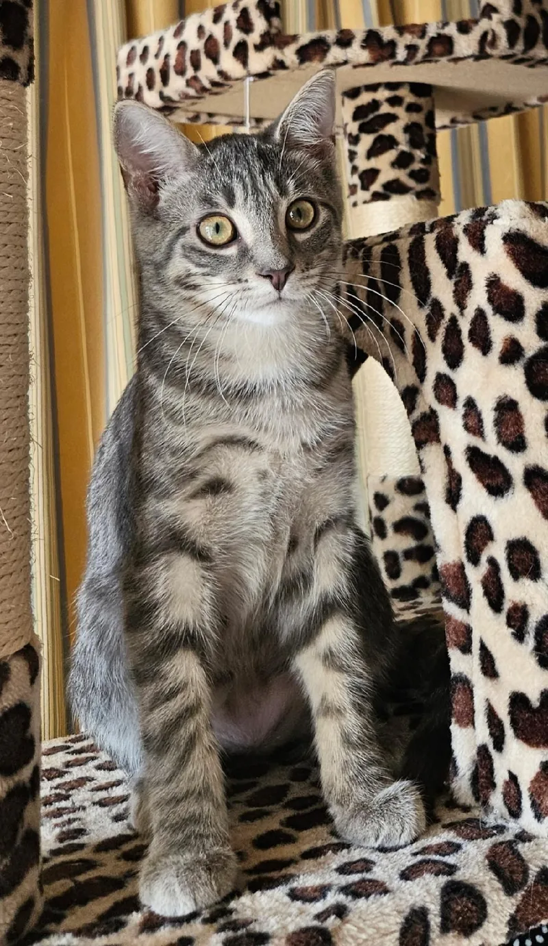 A baby small-sized male Domestic Short Hair cat named Aldo for adoption in Evans City, PA