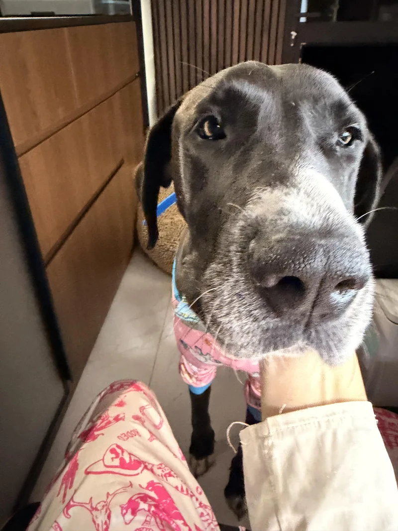 A young extra large-sized female Great Dane dog named Bella for adoption in Long Beach, CA