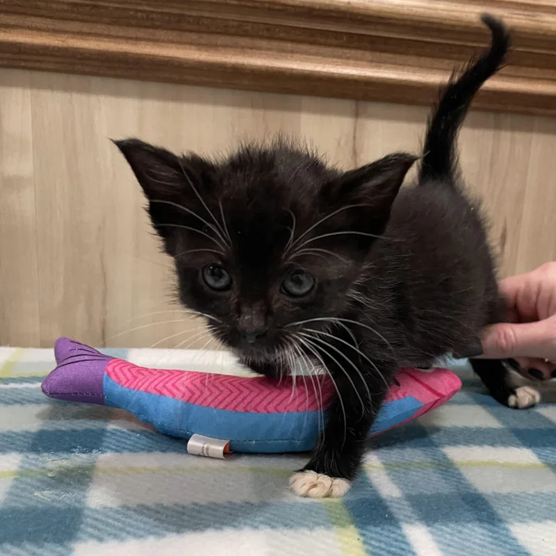 A baby small-sized female Black & White / Tuxedo Domestic Short Hair cat named Maisie for adoption in Bryson City, NC
