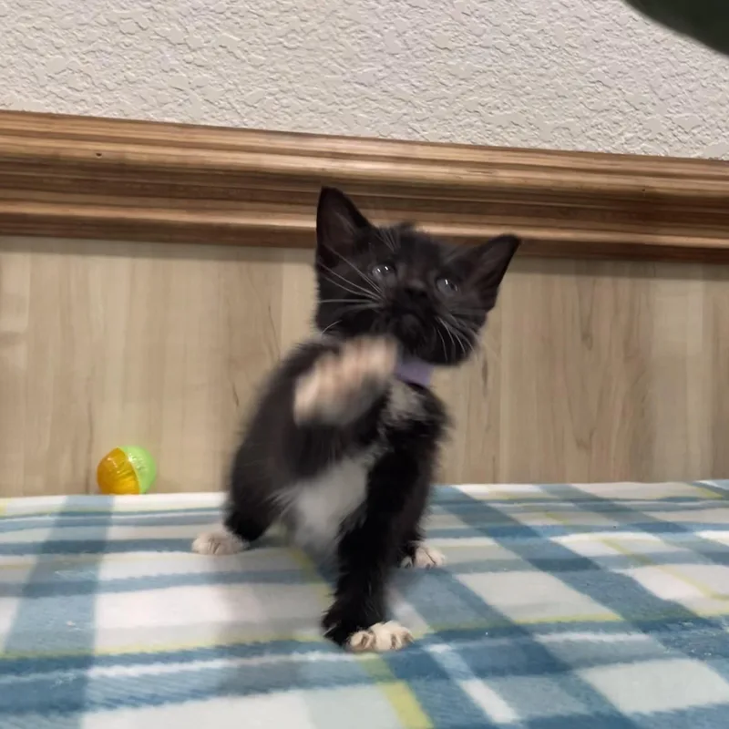 Maisie thumbnail 2