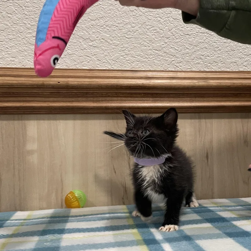 Maisie thumbnail 3