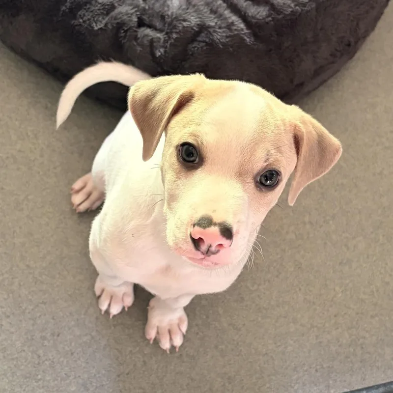 A baby medium-sized male White / Cream Pit Bull Terrier dog named Zane for adoption in Bradenton, FL