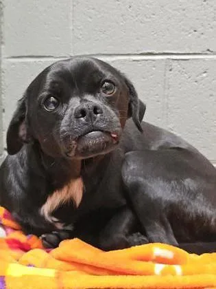 An adult small-sized male Chihuahua dog named Bear for adoption in Phoenix, AZ