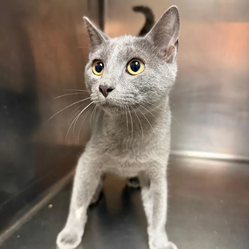 A baby small-sized male Domestic Short Hair cat named Cashmere for adoption in Hamilton, GA