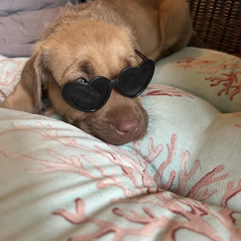 A baby medium-sized male Shepherd dog named Pizza for adoption in Redwood City, CA