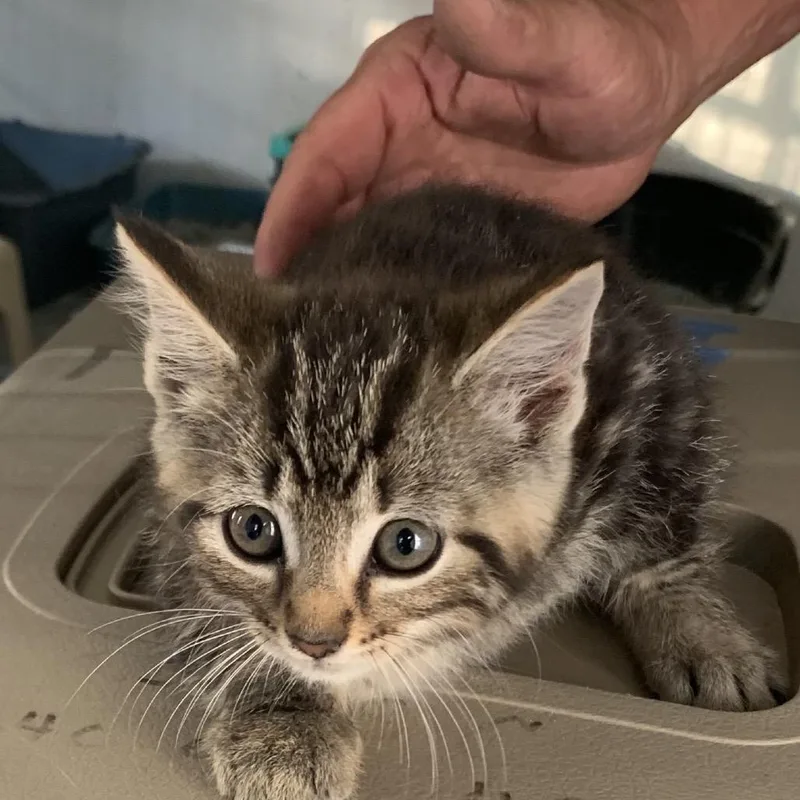 A baby small-sized female Gray / Blue / Silver Domestic Short Hair cat named Chyna Estep for adoption in Woodstock, VA