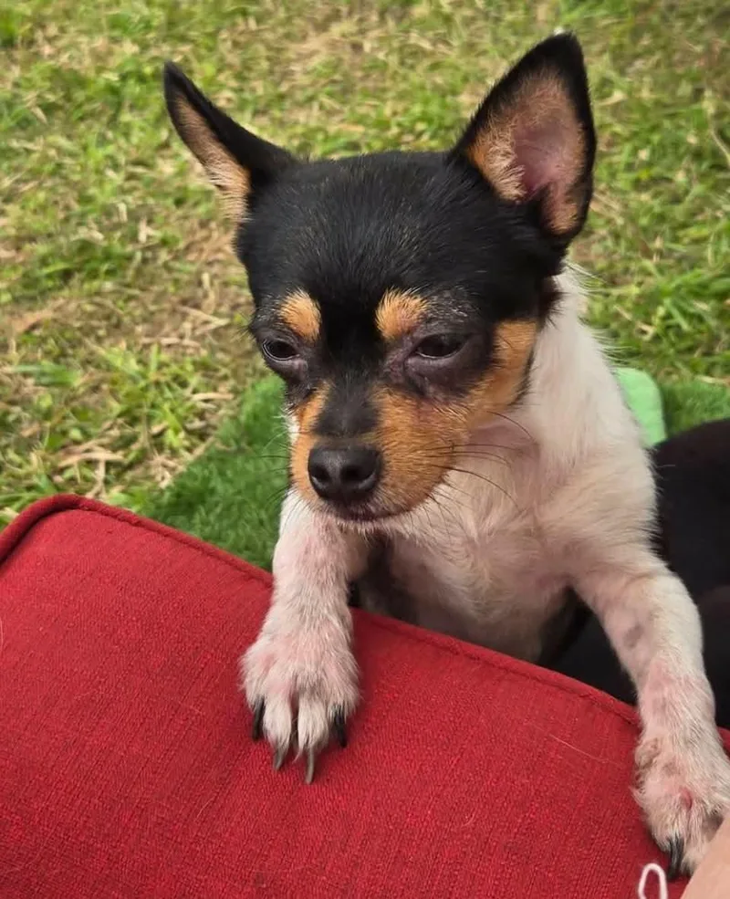 An adult small-sized male Chihuahua dog named Chichi for adoption in Panama City, FL