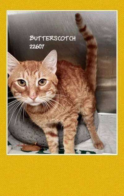 An adult medium-sized male Orange & White Domestic Short Hair cat named Butterscotch for adoption in Marietta, GA