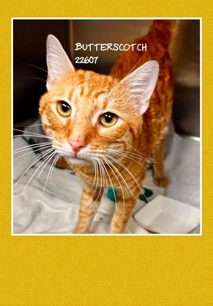 Butterscotch thumbnail 2