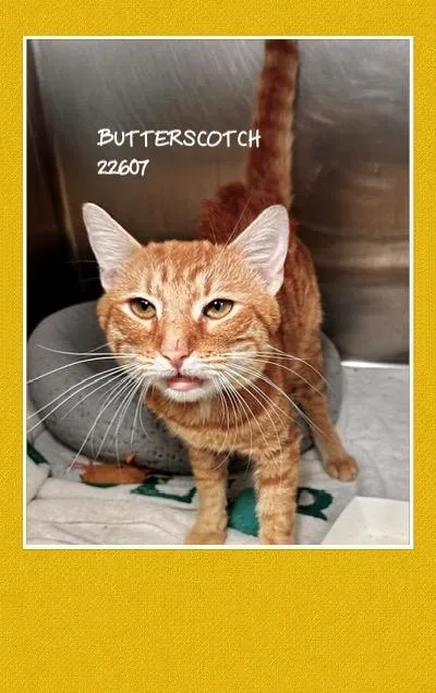 Butterscotch thumbnail 3