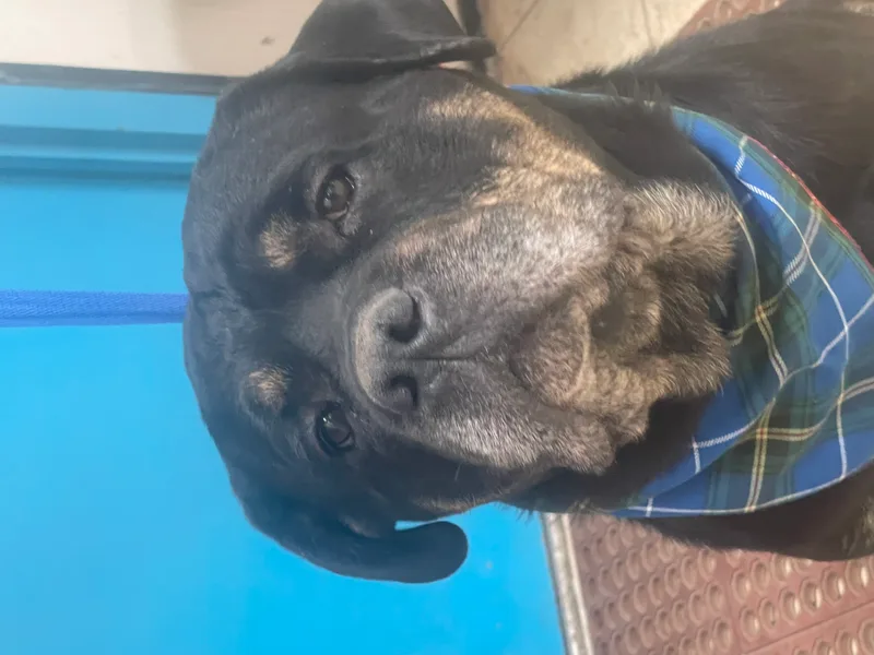 R.b. Aka Rocky Balboa